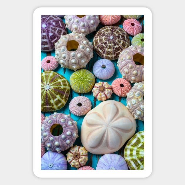 Wonderful Collection Of Sea Urchins Sticker by photogarry